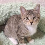 12月14日の市原店に参加するにゃんハートの保護猫18