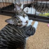 12月14日の市原店に参加するにゃんハートの保護猫19