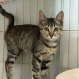 12月14日の市原店に参加するにゃんハートの保護猫20