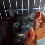 12月7日の伊勢崎店に参加する猫びよりの保護猫04