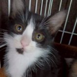 12月7日の伊勢崎店に参加する猫びよりの保護猫05