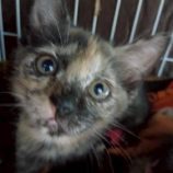 12月7日の伊勢崎店に参加する猫びよりの保護猫06