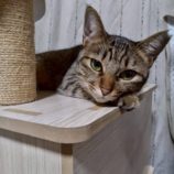 12月7日の伊勢崎店に参加する猫びよりの保護猫07