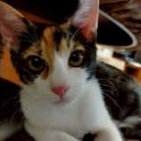 12月7日の伊勢崎店に参加する猫びよりの保護猫08