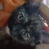 12月7日の伊勢崎店に参加する猫びよりの保護猫09