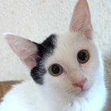 12月13日の柏の葉店に参加するホーリーキャットの保護猫02