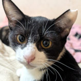 12月13日の柏の葉店に参加するホーリーキャットの保護猫03