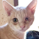 12月13日の柏の葉店に参加するホーリーキャットの保護猫04