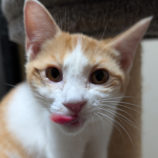 12月13日の柏の葉店に参加するホーリーキャットの保護猫06