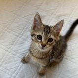 12月7日の君津店に参加する猫レンジャーの保護猫01