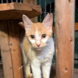 12月7日の君津店に参加する猫レンジャーの保護猫02