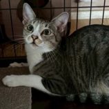 12月7日の君津店に参加する猫レンジャーの保護猫03