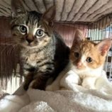 12月7日の君津店に参加する猫レンジャーの保護猫05