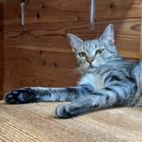 12月7日の君津店に参加する猫レンジャーの保護猫08