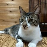 12月7日の君津店に参加する猫レンジャーの保護猫09