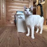 12月7日の君津店に参加する猫レンジャーの保護猫10