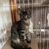 12月7日の君津店に参加する猫レンジャーの保護猫11