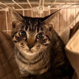 12月7日の君津店に参加する猫レンジャーの保護猫12