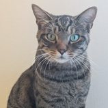 12月7日の君津店に参加する猫レンジャーの保護猫14