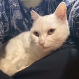 12月7日の君津店に参加する猫レンジャーの保護猫16