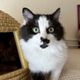 12月7日の君津店に参加する猫レンジャーの保護猫17