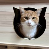 12月7日の君津店に参加する猫レンジャーの保護猫18