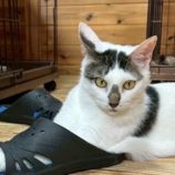 12月7日の君津店に参加する猫レンジャーの保護猫19