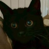 12月27日の君津店に参加する富津ねこネットの保護猫01