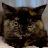 12月27日の君津店に参加する富津ねこネットの保護猫02