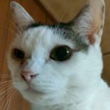 12月27日の君津店に参加する富津ねこネットの保護猫03