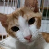 12月27日の君津店に参加する富津ねこネットの保護猫04