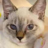 12月27日の君津店に参加する富津ねこネットの保護猫05