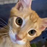 12月27日の君津店に参加する富津ねこネットの保護猫06