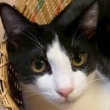 12月27日の君津店に参加する富津ねこネットの保護猫07