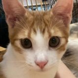 12月27日の君津店に参加する富津ねこネットの保護猫08