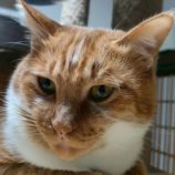 12月27日の君津店に参加する富津ねこネットの保護猫09