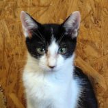 12月14日の古河店に参加するにゃんこの大冒険の保護猫01