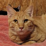 12月14日の古河店に参加するにゃんこの大冒険の保護猫10