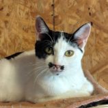 12月14日の古河店に参加するにゃんこの大冒険の保護猫02