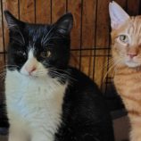 12月14日の古河店に参加するにゃんこの大冒険の保護猫04