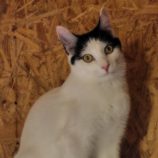 12月14日の古河店に参加するにゃんこの大冒険の保護猫06