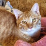 12月14日の古河店に参加するにゃんこの大冒険の保護猫08