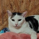 12月14日の古河店に参加するにゃんこの大冒険の保護猫09