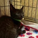 12月6日の瑞穂店に参加する花ねこ千葉の保護猫01