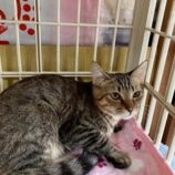 12月6日の瑞穂店に参加する花ねこ千葉の保護猫02