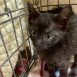 12月6日の瑞穂店に参加する花ねこ千葉の保護猫03