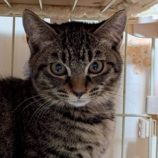 12月6日の瑞穂店に参加する花ねこ千葉の保護猫06