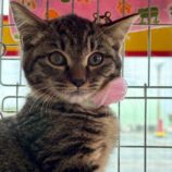 12月6日の瑞穂店に参加する花ねこ千葉の保護猫07