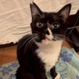 12月6日の瑞穂店に参加する花ねこ千葉の保護猫08