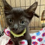 12月6日の瑞穂店に参加する花ねこ千葉の保護猫09